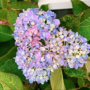 Meet your Posher, Juliet